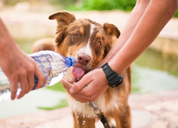 Summer Dogs - Dog drinking