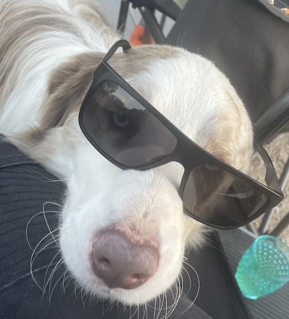 Summer Dog -Dog sunglasses