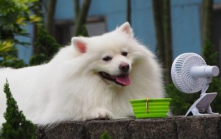 Summer Dogs - Dog with fan