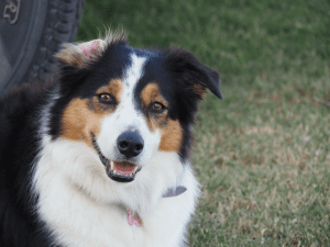 Summer Dogs - Happy dog 1