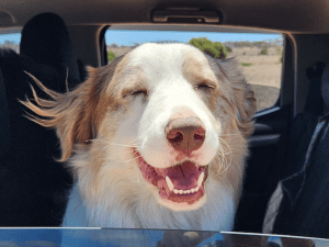 Summer Dogs - Happy dog 2