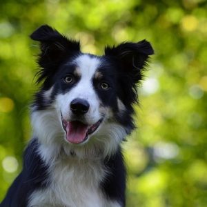 Summer Dogs- prevent heat stress