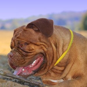 Summer Dogs - Keep your dog cool in summer