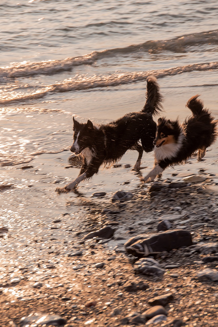 Summer dogs - dogs at beach