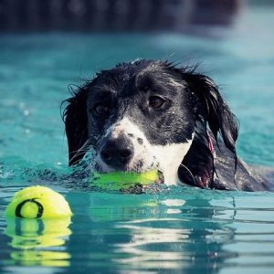 summer dogs- how to keep your dog cool