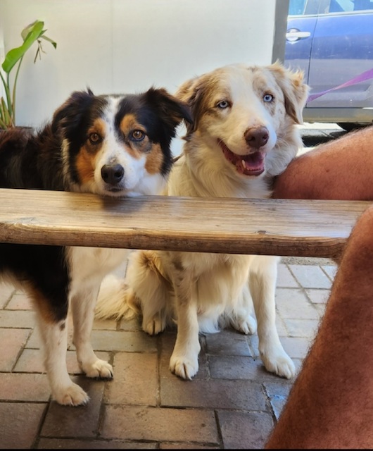 Summer Dogs- About me