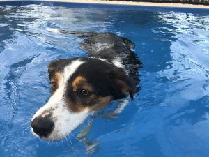 Is It Safe For Dogs To Swim In The Pool? Summer Dogs