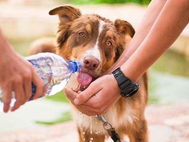 ummer Dogs - Dog drinking