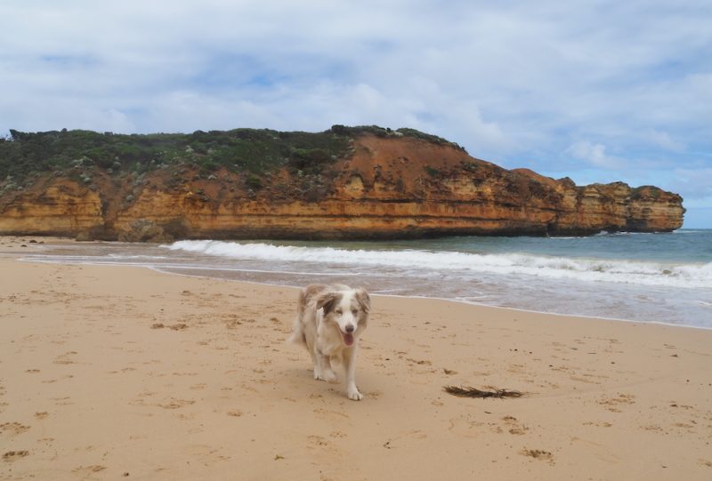 Dog at Beach - Summer Dogs