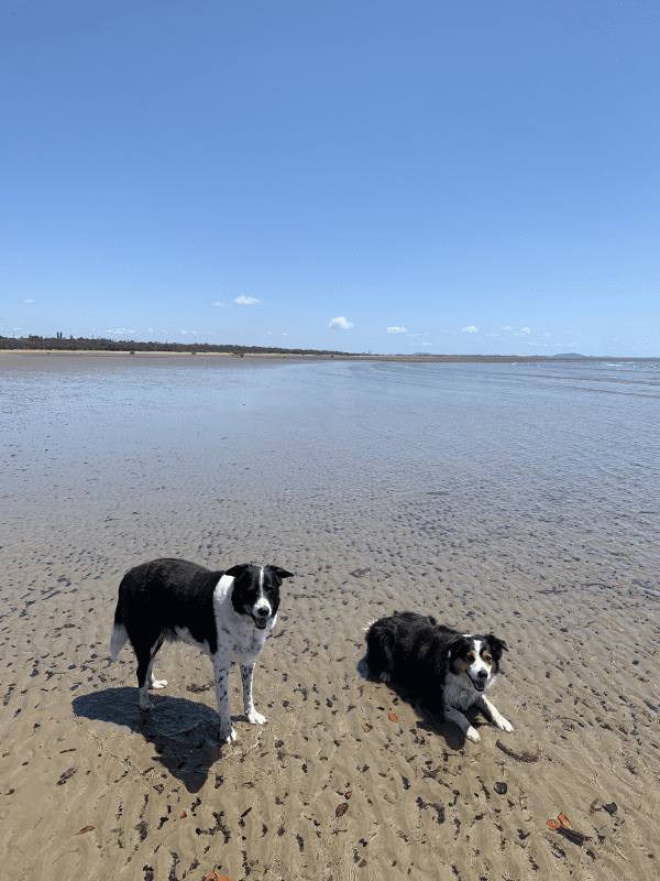 Dogs at Beach - Summer Dogs