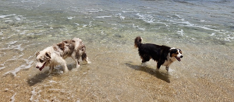 Dogs in Water At Beach - Summer Dogs