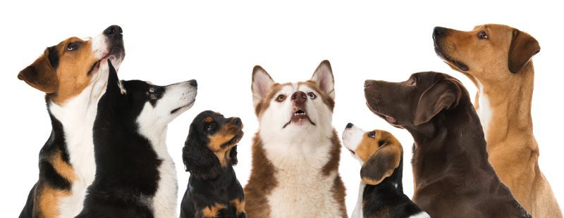 Multiple Dogs - Summer Dogs 