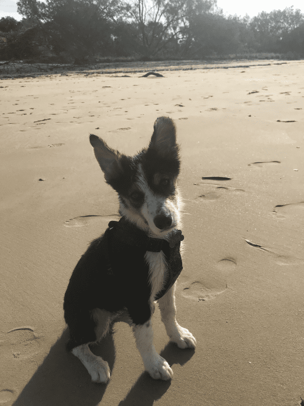 Puppy at beach - Summer dogs