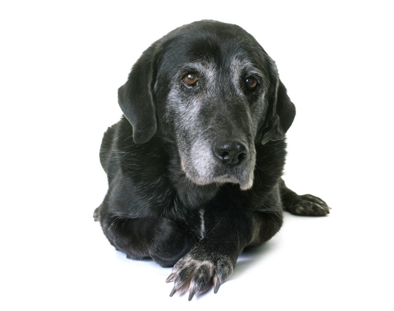 Old Dogs- Summer Dogs