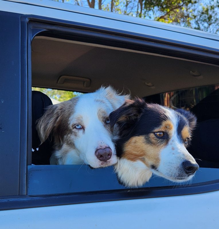 Dogs In Car - Summer Dogs
