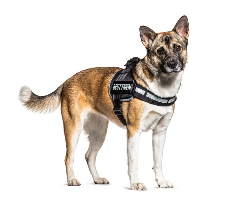 Summer Dogs - Dog Harness