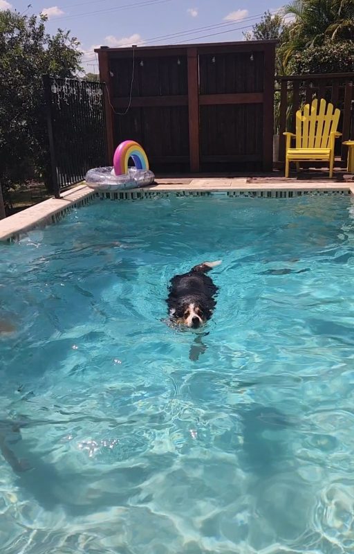Mia in pool - Summer Dogs